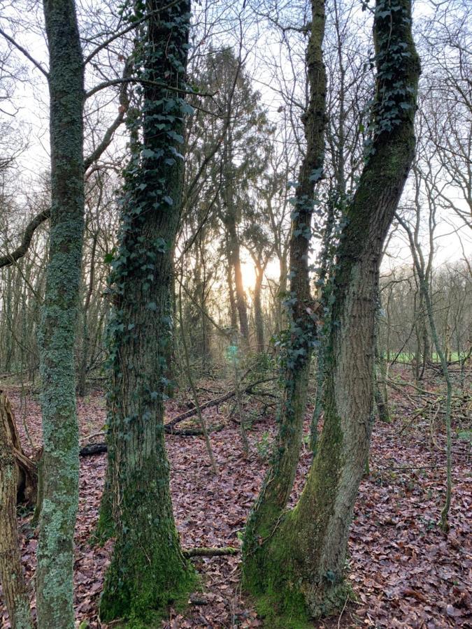 'T Holten Huus - Puur Genieten In Het Bos. Norg Exterior photo